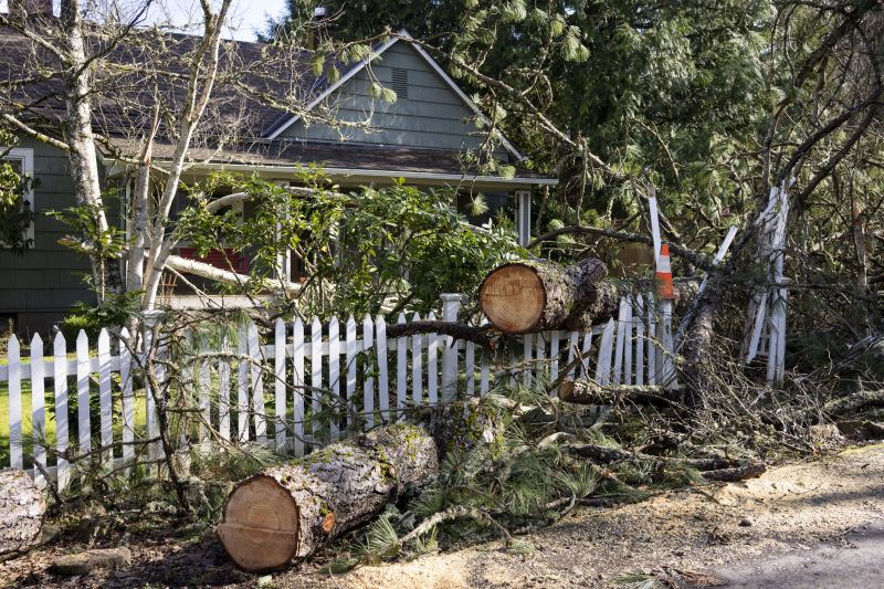 Storm Damage Tree Cleanup