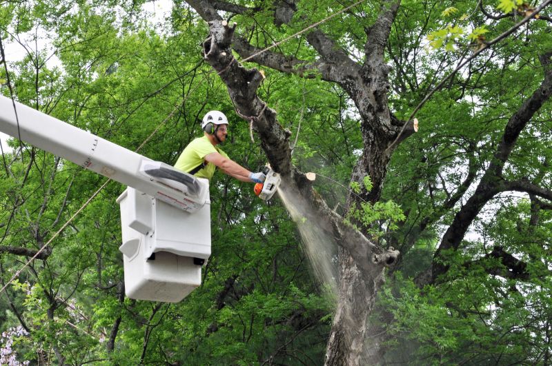 Emergency Tree Removal Equipment