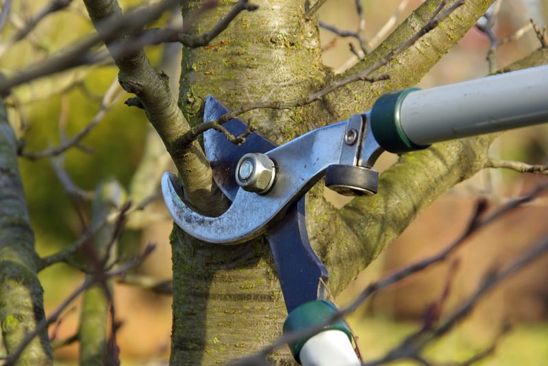 Maple Tree Pruning