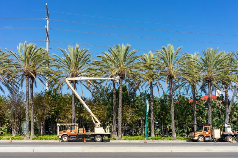 Palm Tree Pruning
