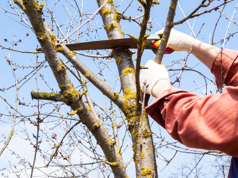 Arborist Cutting Branches