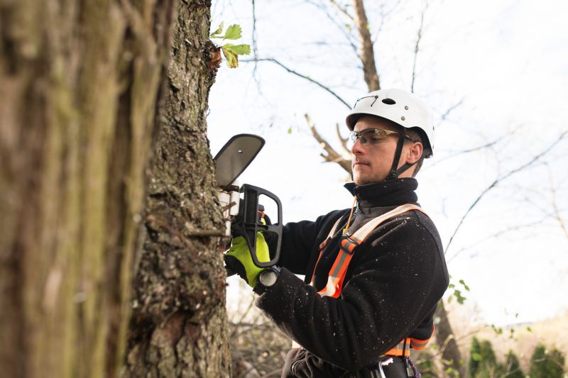 Climbing Arborist with Equipment