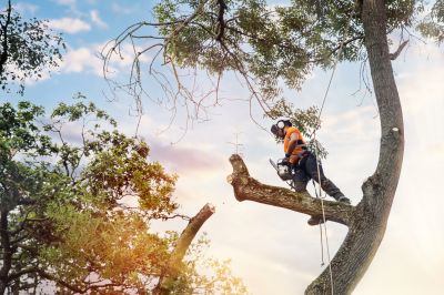 Tree Maintenance Plans