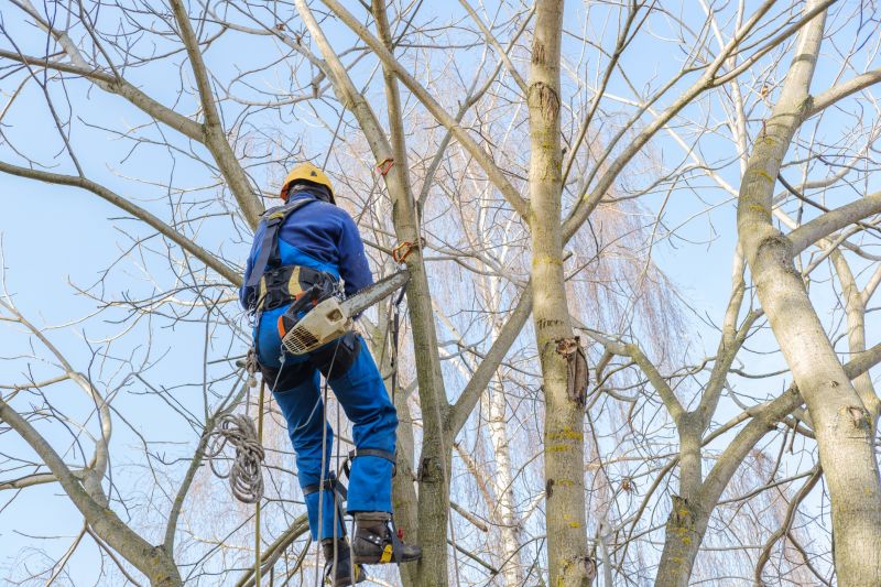 Before and After Tree Trimming
