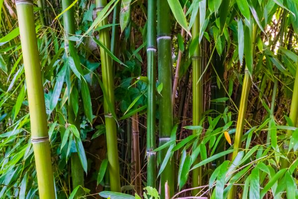 Bamboo Trimming in Fort Walton Beach