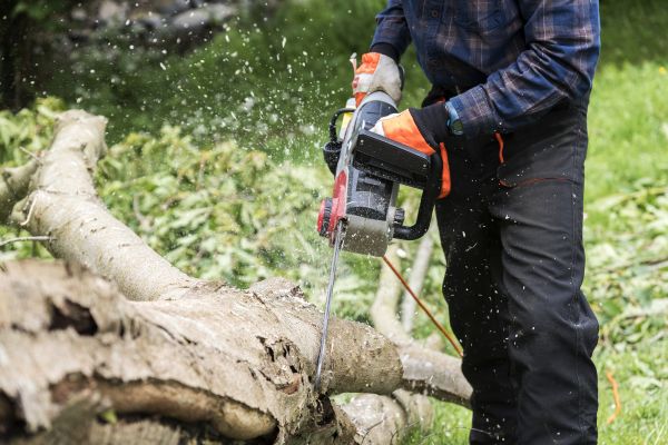 Branch Removal Service in Fort Walton Beach