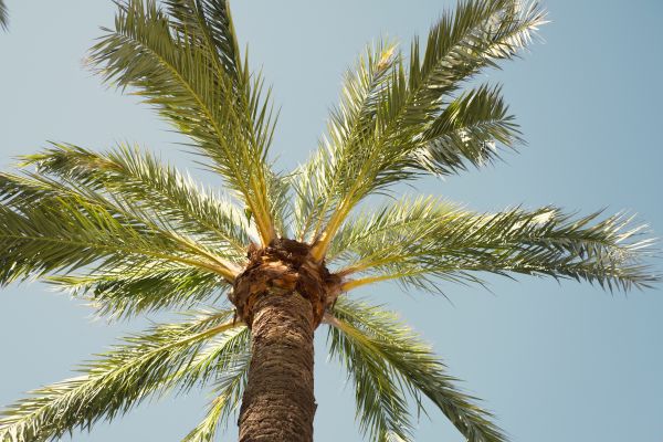 Palm Tree Pruning in Fort Walton Beach