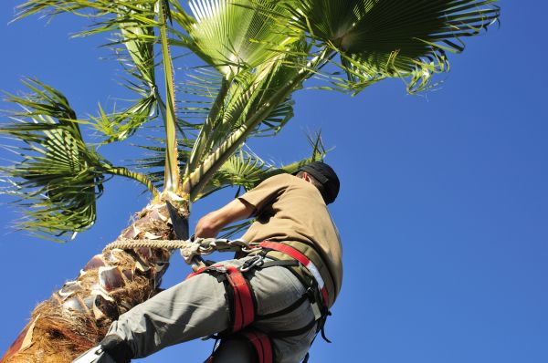Palm Tree Trimming in Fort Walton Beach