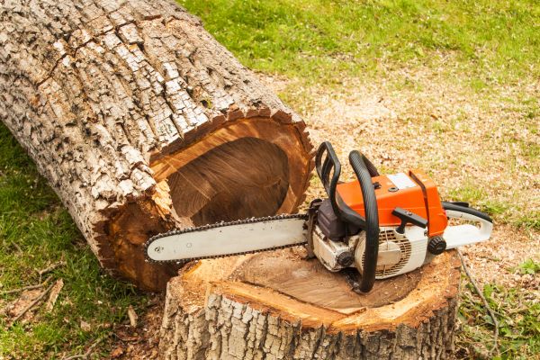 Tree Cutting Service in Fort Walton Beach