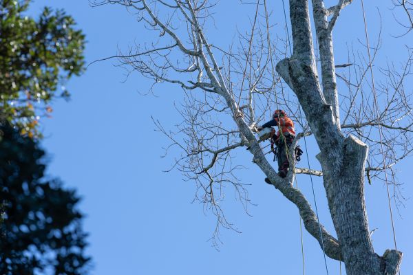 Tree Topping Service in Fort Walton Beach