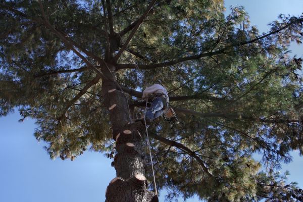 Trimming Service in Fort Walton Beach