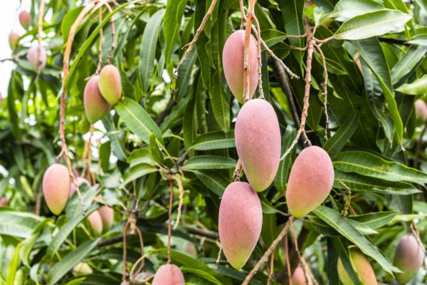 Mango Tree Trimming in Fort Walton Beach