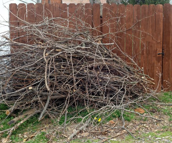 Dead Branch Removal in Fort Walton Beach