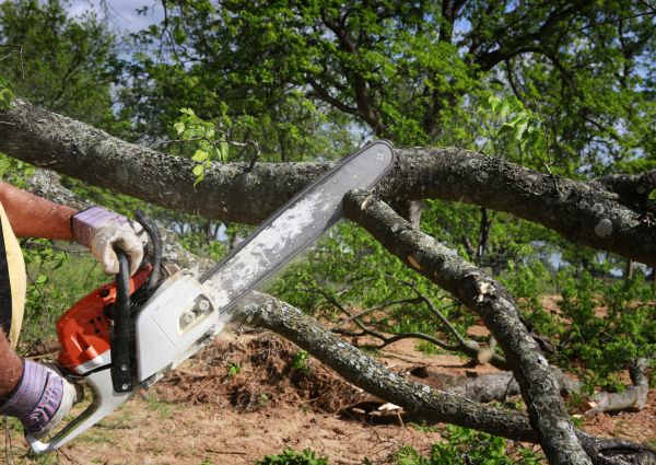 Tree Branch Cutting in Fort Walton Beach