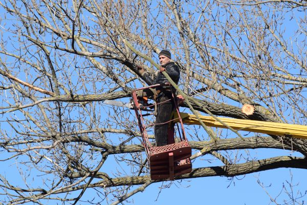 Emergency Tree Trimming in Fort Walton Beach