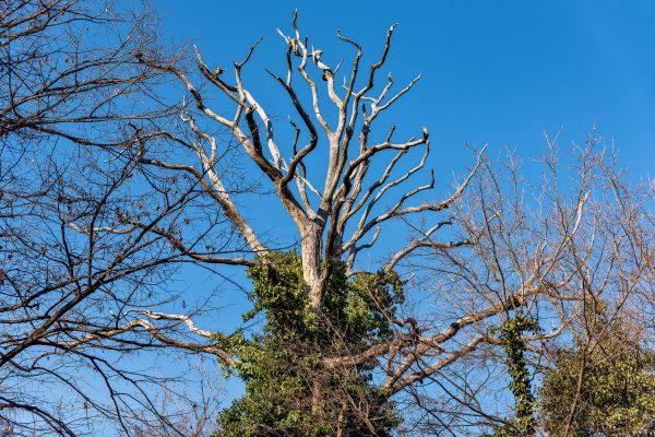 Deadwood Removal in Fort Walton Beach