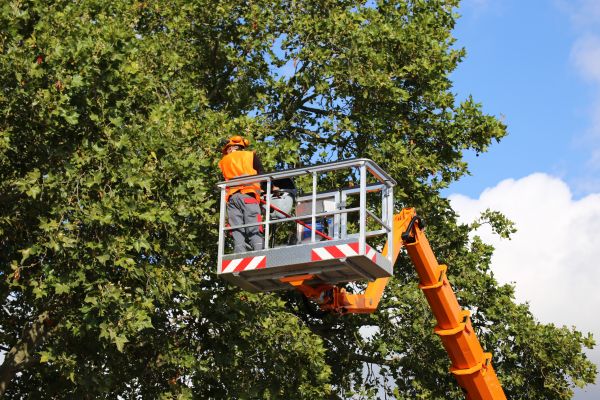 Commercial Tree Service in Fort Walton Beach