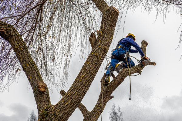 Tree Maintenance Service in Fort Walton Beach