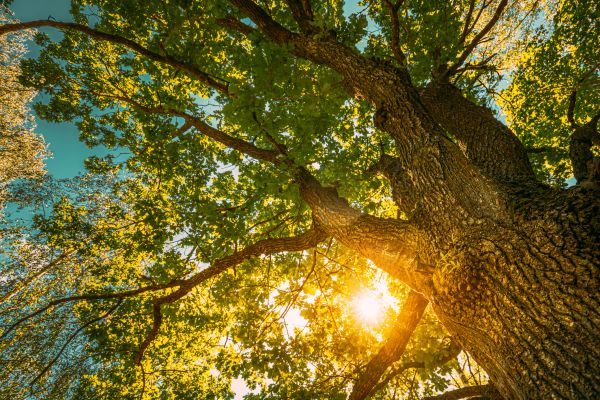 Oak Tree Pruning in Fort Walton Beach