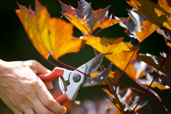 Maple Tree Pruning in Fort Walton Beach