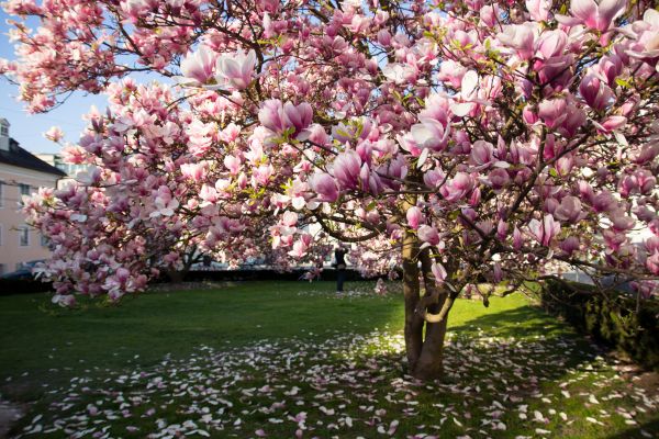 Magnolia Tree Pruning in Fort Walton Beach