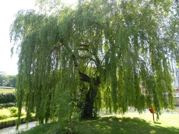Willow Tree Trimming in Fort Walton Beach