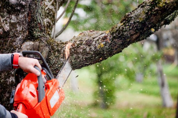 Tree Limbs Removal in Fort Walton Beach