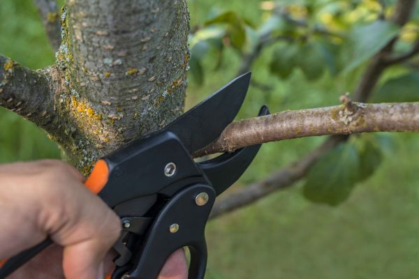 Tree Limb Cutting in Fort Walton Beach