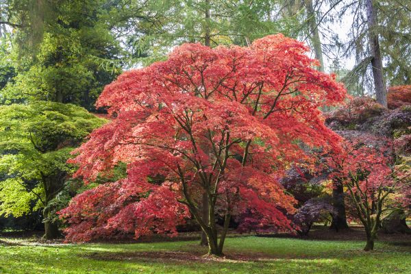 Japanese Maple Pruning in Fort Walton Beach