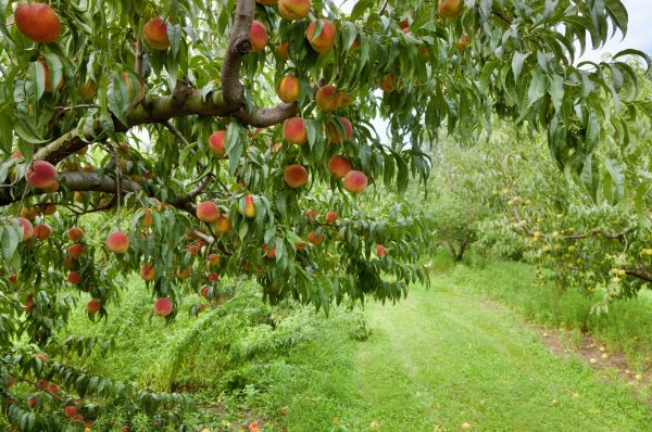 Peach Tree Pruning in Fort Walton Beach