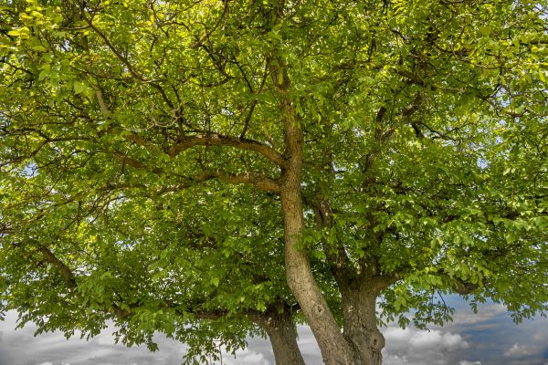 Walnut Tree Trimming in Fort Walton Beach