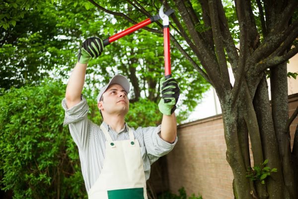 Tree Limb Pruning in Fort Walton Beach
