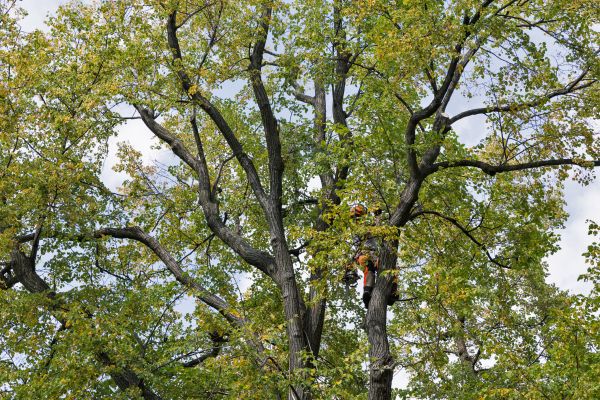 Tree Crown Shaping in Fort Walton Beach