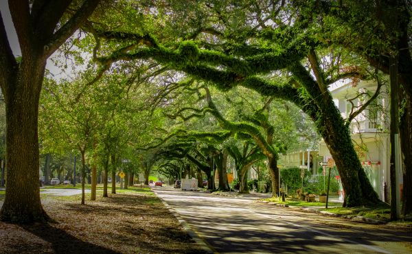 Tree Canopy Thinning in Fort Walton Beach