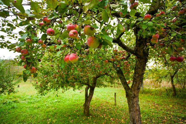 Apple Tree Pruning in Fort Walton Beach