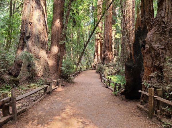 Redwood Tree Pruning in Fort Walton Beach