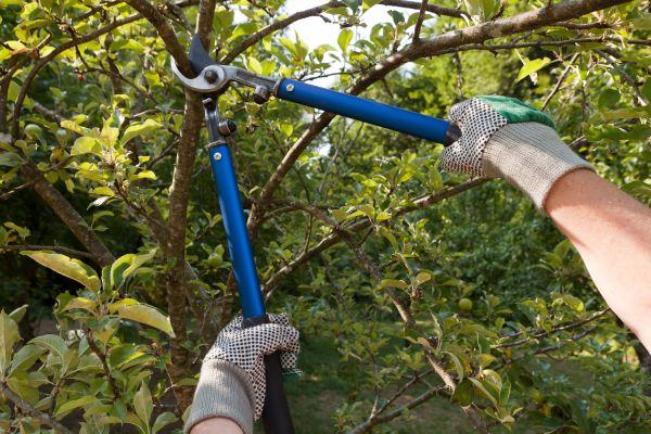 Residential Tree Pruning in Fort Walton Beach