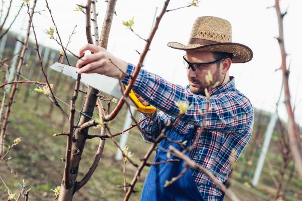 Orchard Tree Pruning in Fort Walton Beach