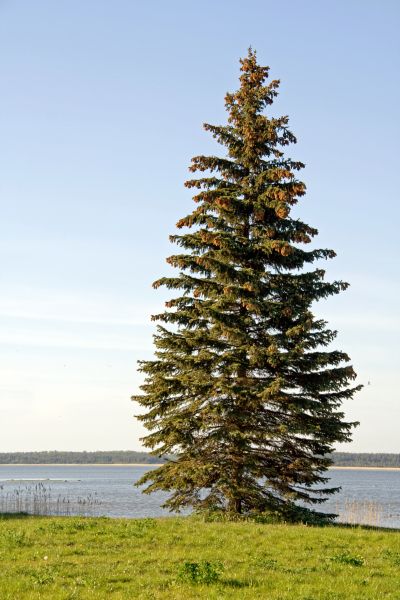 Spruce Tree Pruning in Fort Walton Beach