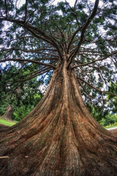 Cedar Tree Pruning in Fort Walton Beach