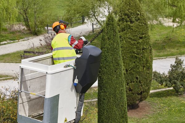 Cypress Tree Pruning in Fort Walton Beach