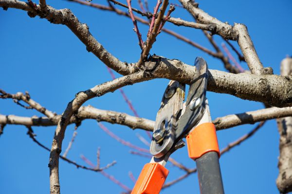 Peach Tree Trimming in Fort Walton Beach