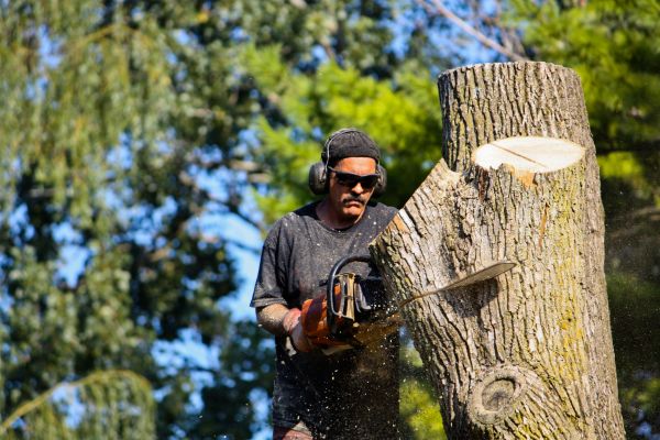 Ash Tree Pruning in Fort Walton Beach