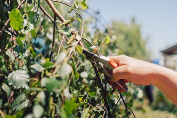 Birch Tree Pruning in Fort Walton Beach