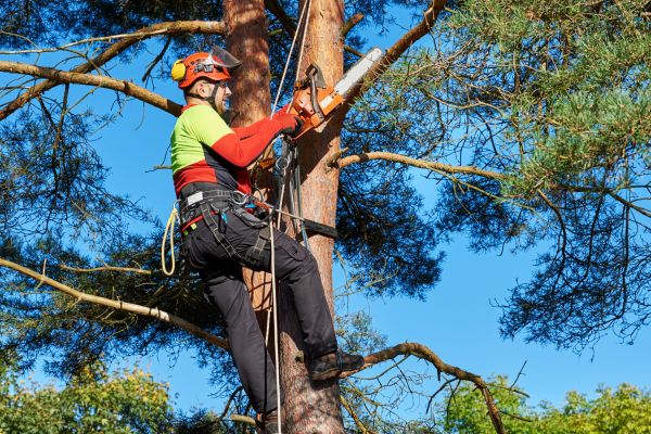 Canopy Pruning in Fort Walton Beach