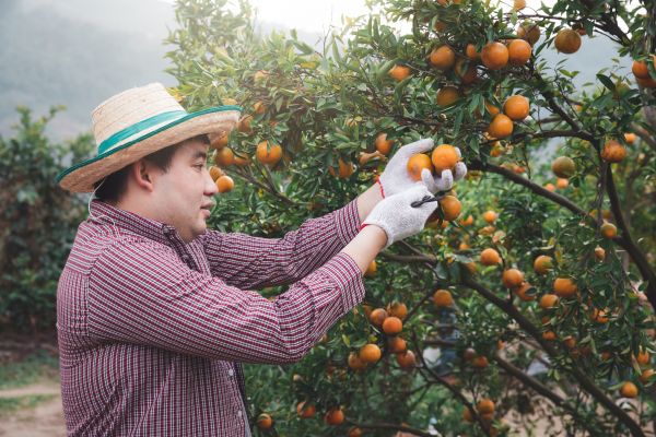 Orange Tree Pruning in Fort Walton Beach