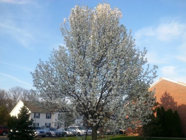 Bradford Pear Tree Pruning in Fort Walton Beach