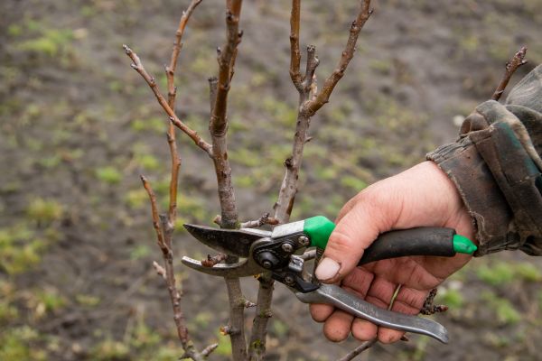 Pear Trees Pruning in Fort Walton Beach