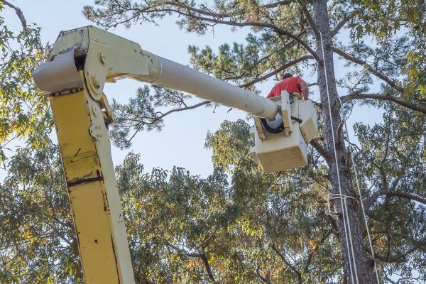 Limbs Trimming in Fort Walton Beach