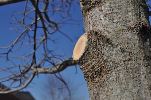 Limb Pruning in Fort Walton Beach